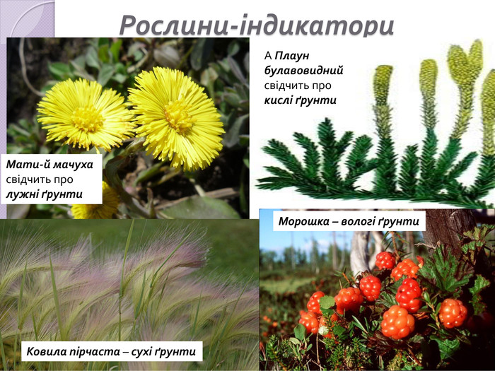 Болгар Єлизавета by Yelyzaveta Bolgar - Ourboox.com