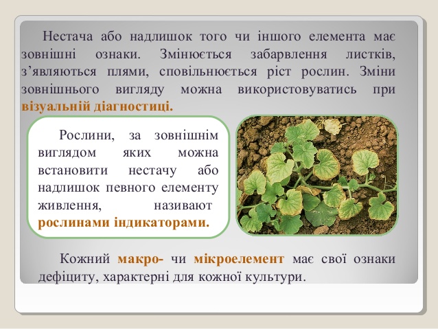 Болгар Єлизавета by Yelyzaveta Bolgar - Ourboox.com