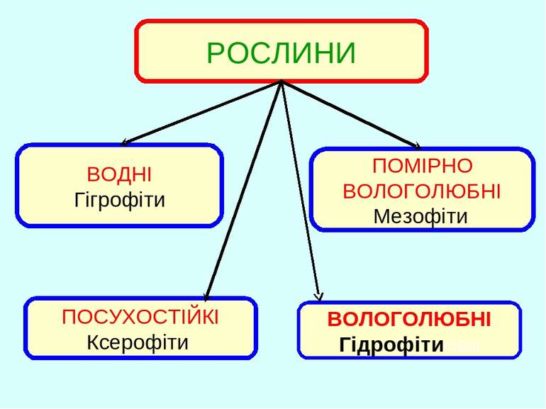 Болгар Єлизавета by Yelyzaveta Bolgar - Ourboox.com