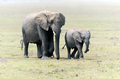 אמא היא אמא גם אם היא פילה או תנינה by Inbar Snir - Ourboox.com