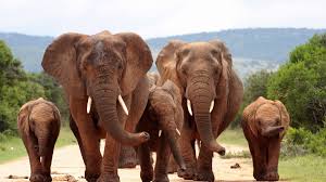 אמא היא אמא גם אם היא פילה או תנינה by Inbar Snir - Ourboox.com