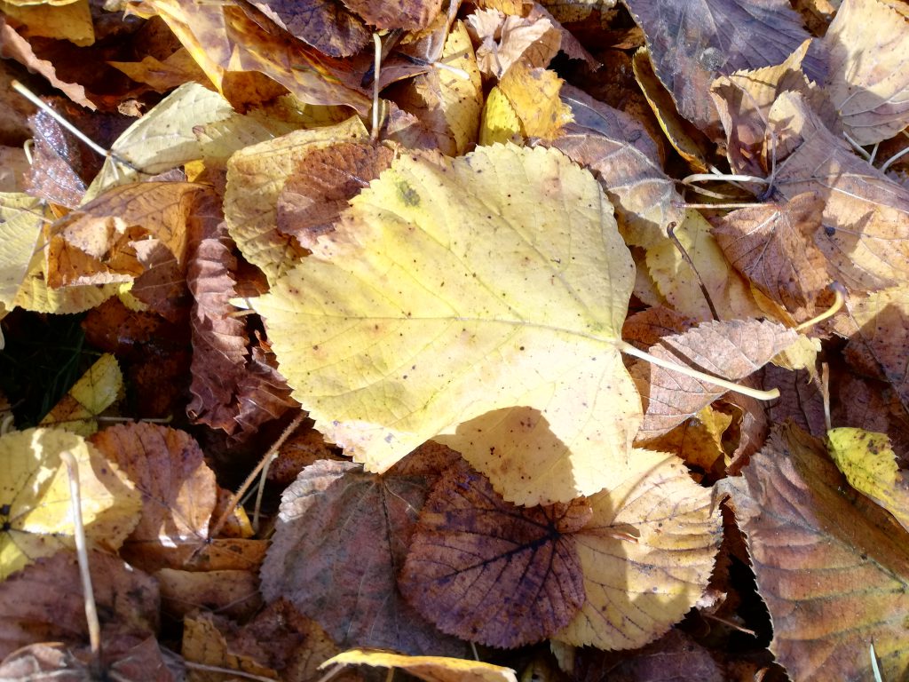 RUDUO VAIKŲ AKIMIS by Aurelija Dirgončienė - Ourboox.com