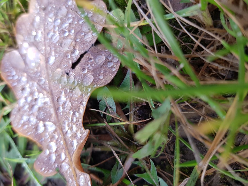 RUDUO VAIKŲ AKIMIS by Aurelija Dirgončienė - Ourboox.com