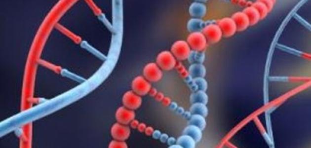 الامراض الوراثية عند الانسان by hiba hussein - Ourboox.com