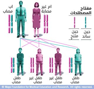 الامراض الوراثية عند الانسان by hiba hussein - Ourboox.com
