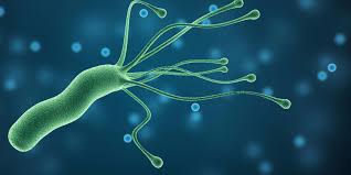 חיידק- הליקובקטר פילורי by meitar marudi - Illustrated by מיתר מרודי - Ourboox.com