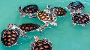 scrap book by tiferetjacob - Ourboox.com