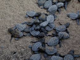 scrap book by tiferetjacob - Ourboox.com