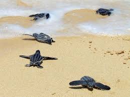 scrap book by tiferetjacob - Ourboox.com