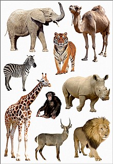 A Summer’s Reading by yuval segal - Illustrated by Yuval Segal, Ofir Hasson - Ourboox.com