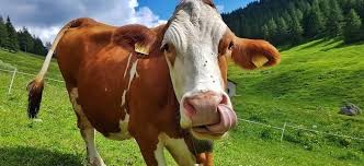 Le avventure della mucca Amelie by Anna Ferraro - Ourboox.com