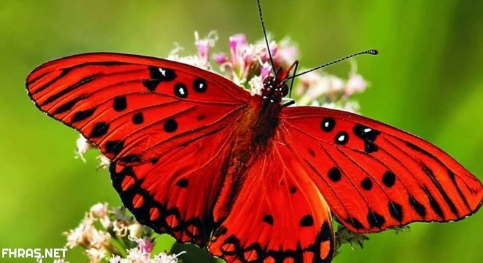 عالم الفراشات by rabaa shalabia - Ourboox.com