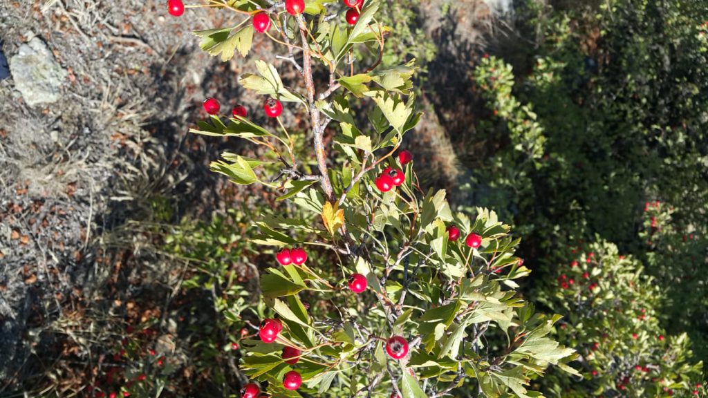 HATTAT AHMET KARAHİSARİ A.İ.H.L. BİTKİ KÜTÜHANESİ. by Mürüvet Demir - Ourboox.com