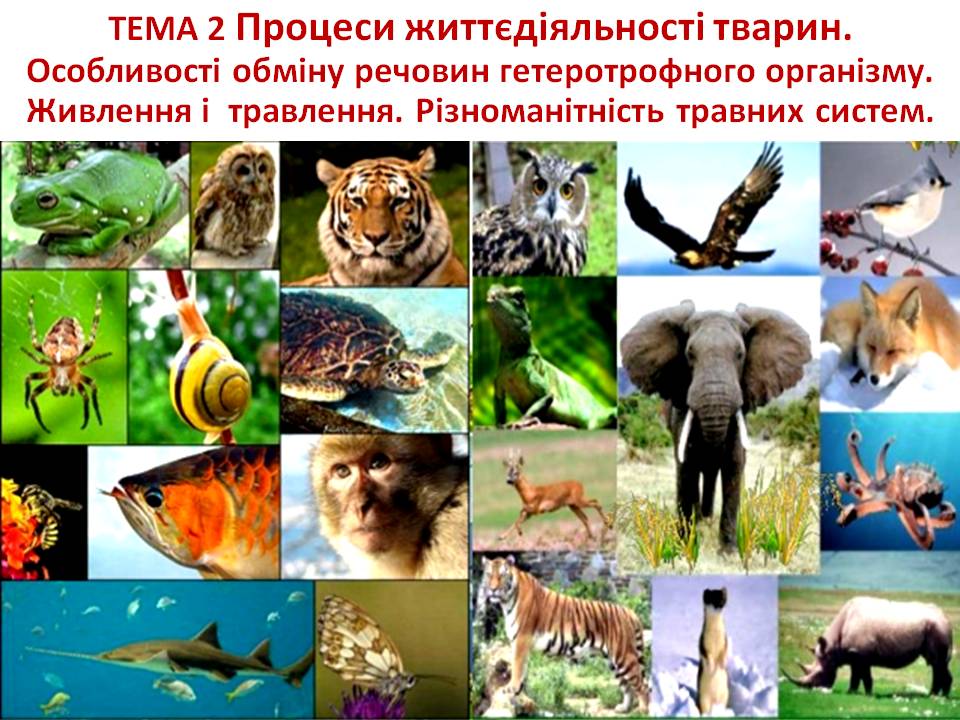 Т 2 Процеси життєдіяльності тварин by Pidgorodetska Olena - Ourboox.com