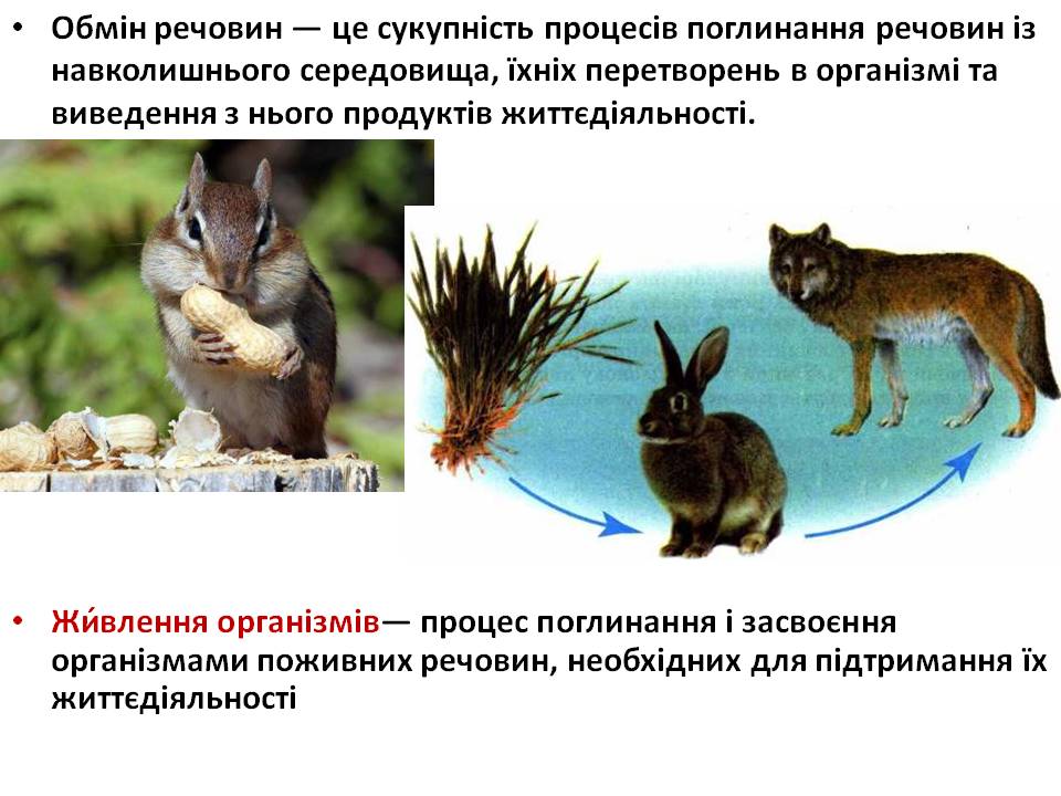 Т 2 Процеси життєдіяльності тварин by Pidgorodetska Olena - Ourboox.com