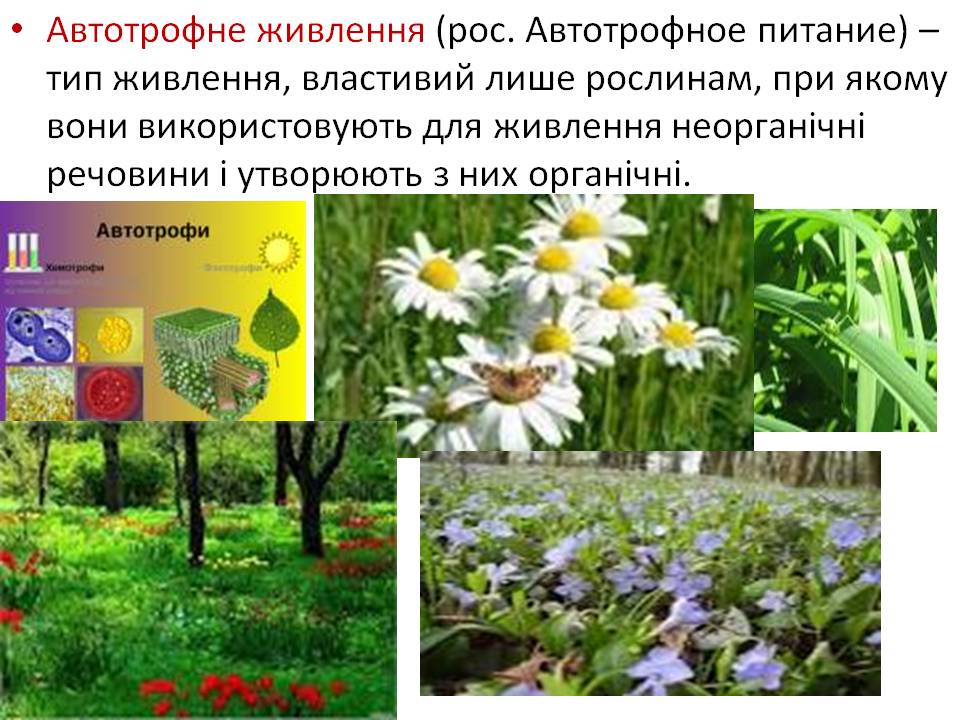 Т 2 Процеси життєдіяльності тварин by Pidgorodetska Olena - Ourboox.com