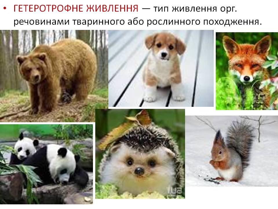 Т 2 Процеси життєдіяльності тварин by Pidgorodetska Olena - Ourboox.com