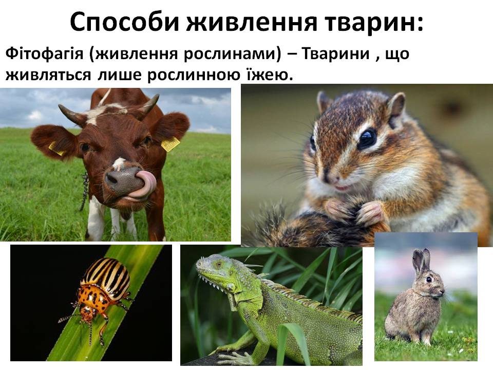 Т 2 Процеси життєдіяльності тварин by Pidgorodetska Olena - Ourboox.com