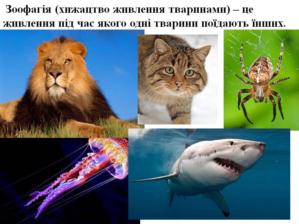 Т 2 Процеси життєдіяльності тварин by Pidgorodetska Olena - Ourboox.com