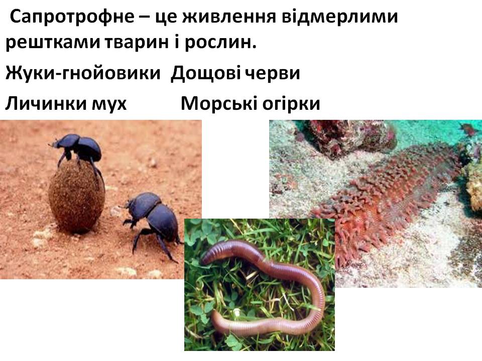 Т 2 Процеси життєдіяльності тварин by Pidgorodetska Olena - Ourboox.com