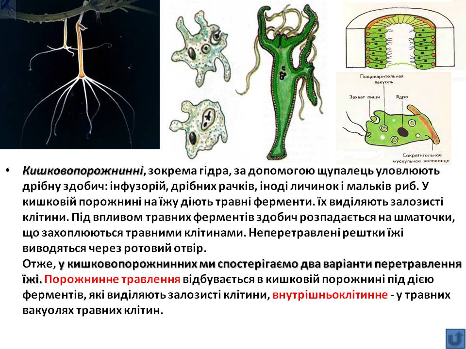 Т 2 Процеси життєдіяльності тварин by Pidgorodetska Olena - Ourboox.com