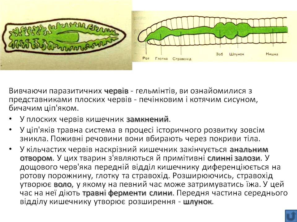 Т 2 Процеси життєдіяльності тварин by Pidgorodetska Olena - Ourboox.com