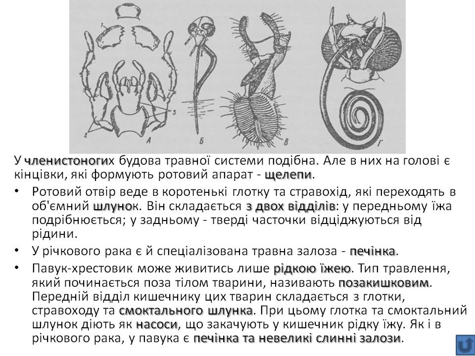 Т 2 Процеси життєдіяльності тварин by Pidgorodetska Olena - Ourboox.com