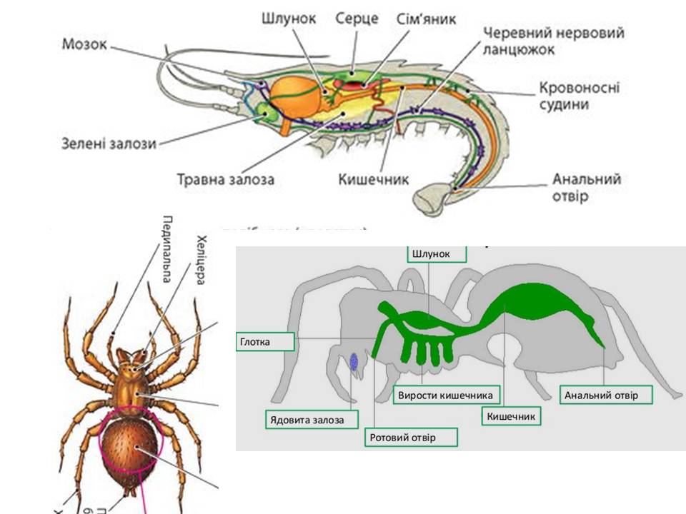 Т 2 Процеси життєдіяльності тварин by Pidgorodetska Olena - Ourboox.com
