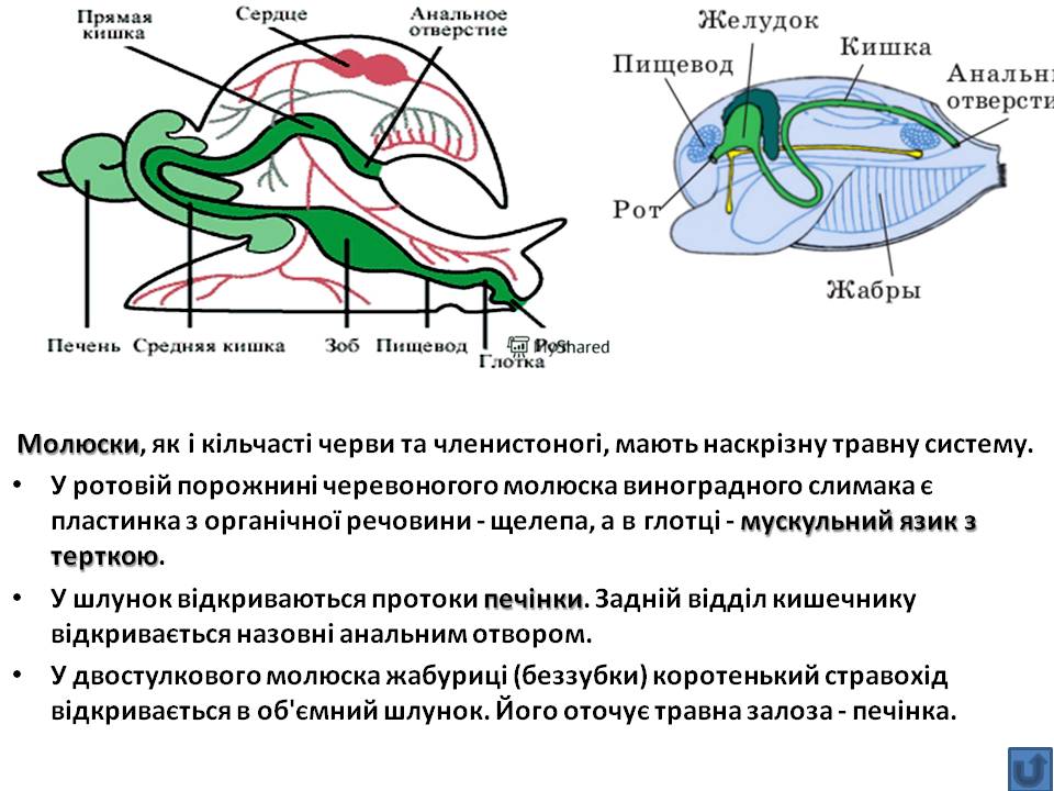 Т 2 Процеси життєдіяльності тварин by Pidgorodetska Olena - Ourboox.com