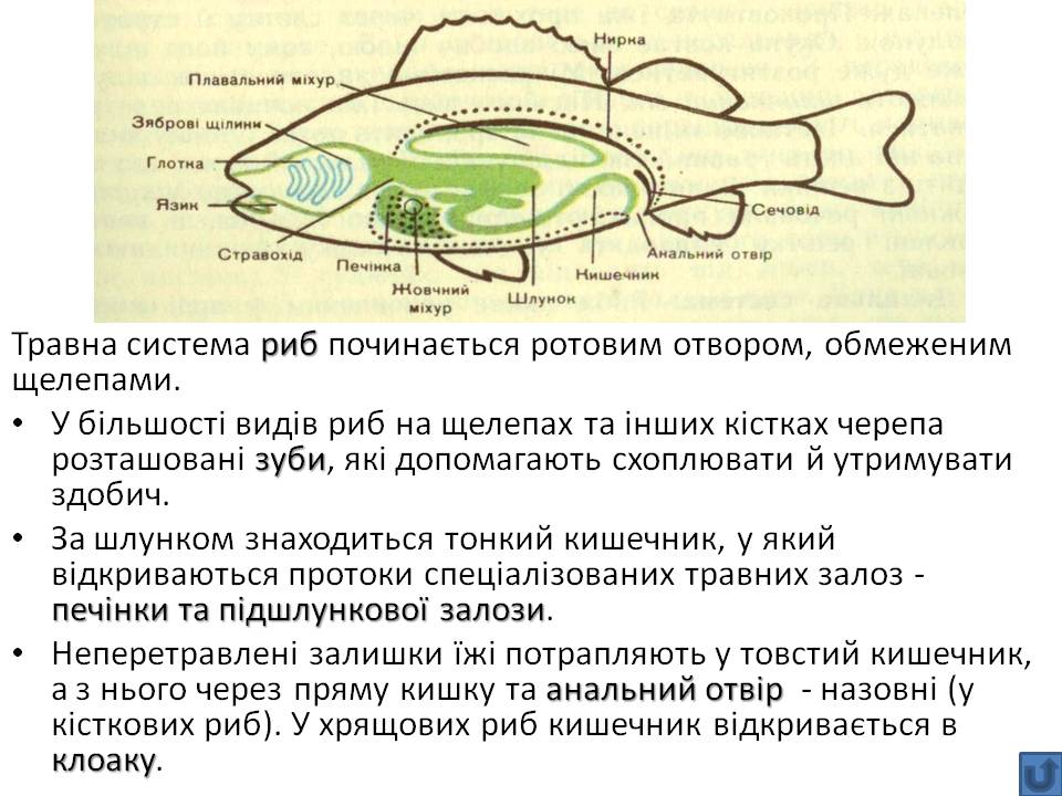 Т 2 Процеси життєдіяльності тварин by Pidgorodetska Olena - Ourboox.com