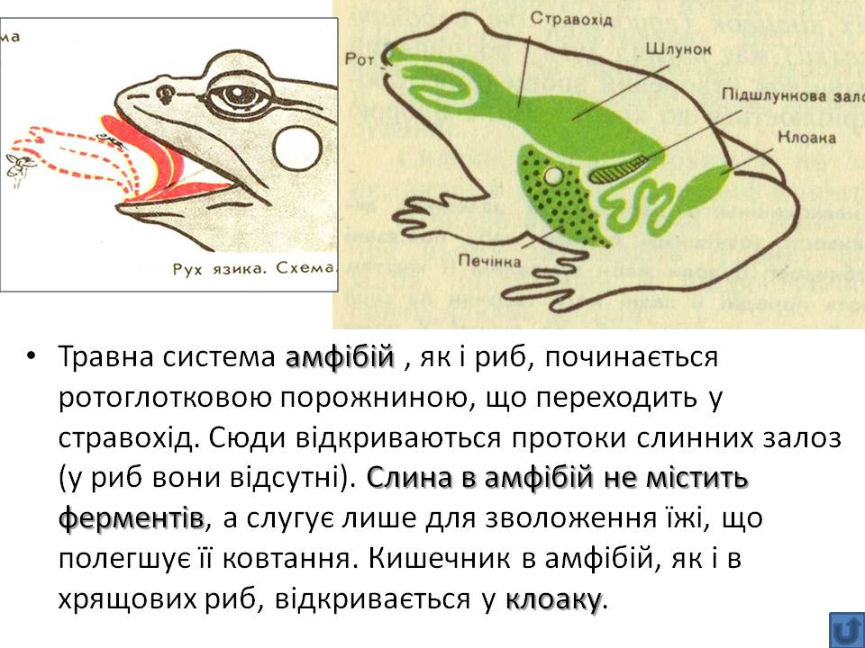 Т 2 Процеси життєдіяльності тварин by Pidgorodetska Olena - Ourboox.com