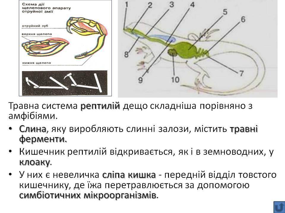 Т 2 Процеси життєдіяльності тварин by Pidgorodetska Olena - Ourboox.com
