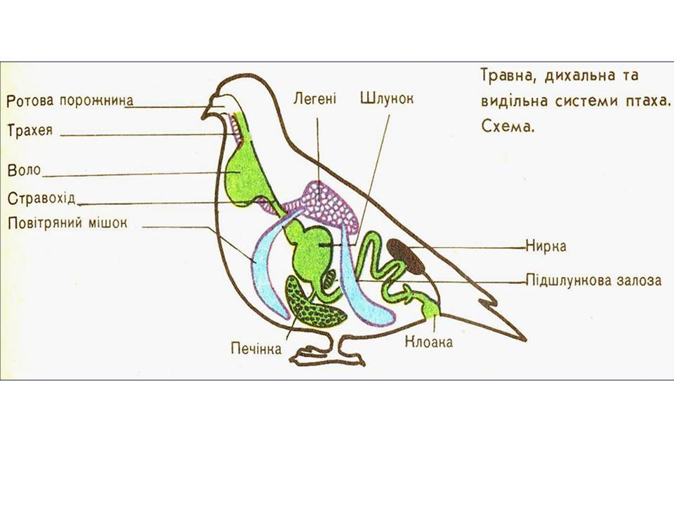 Т 2 Процеси життєдіяльності тварин by Pidgorodetska Olena - Ourboox.com