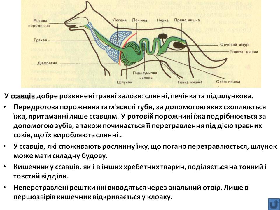 Т 2 Процеси життєдіяльності тварин by Pidgorodetska Olena - Ourboox.com