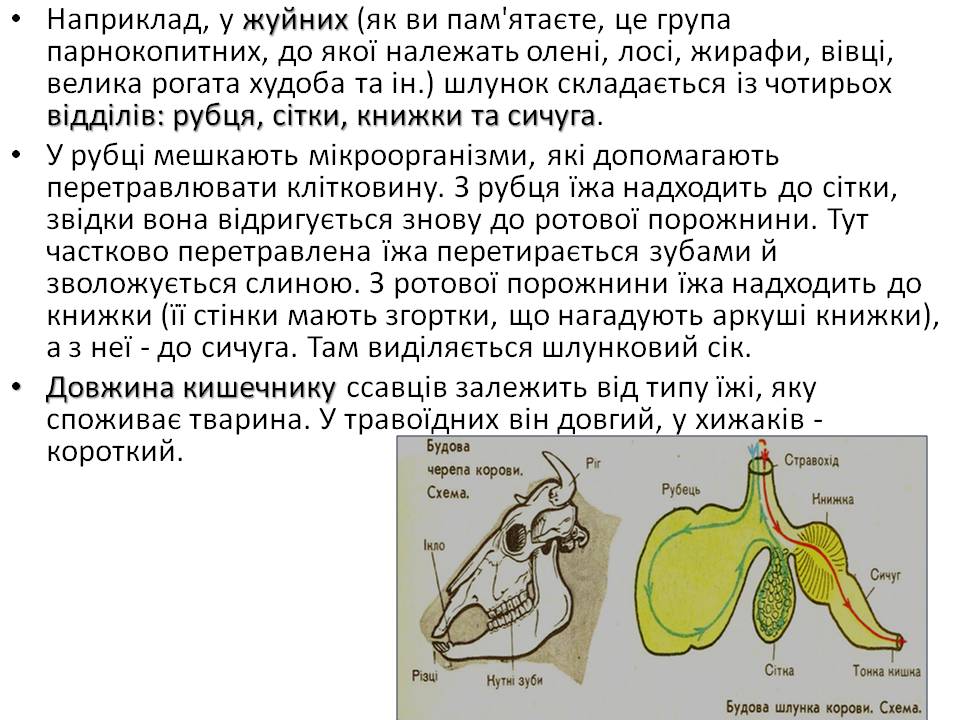 Т 2 Процеси життєдіяльності тварин by Pidgorodetska Olena - Ourboox.com