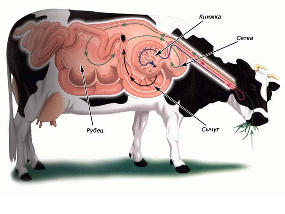 Т 2 Процеси життєдіяльності тварин by Pidgorodetska Olena - Ourboox.com