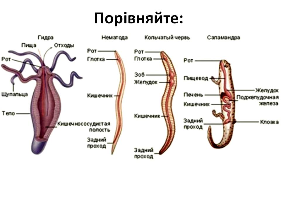 Т 2 Процеси життєдіяльності тварин by Pidgorodetska Olena - Ourboox.com