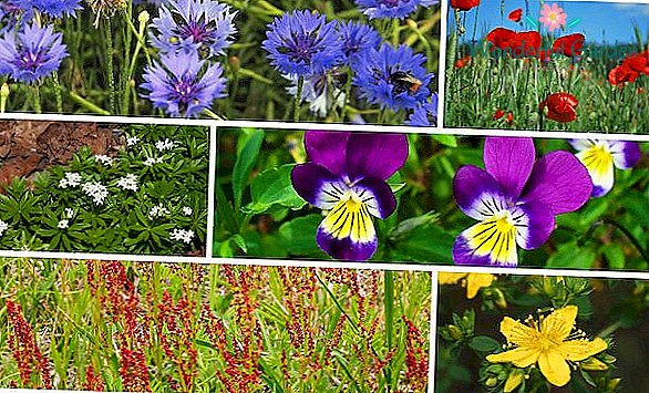 Рослини – індикатори by Tsyb Noomi - Ourboox.com