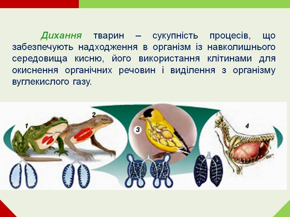 Дихання by Pidgorodetska Olena - Ourboox.com