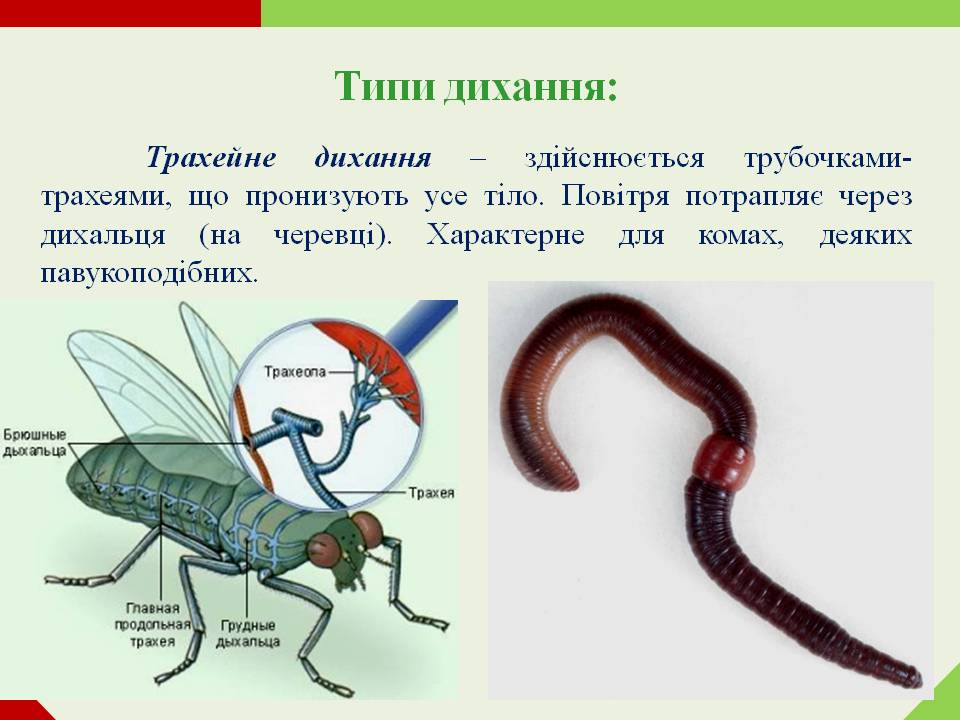 Дихання by Pidgorodetska Olena - Ourboox.com