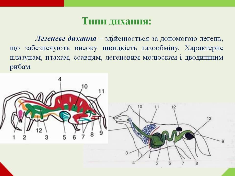 Дихання by Pidgorodetska Olena - Ourboox.com