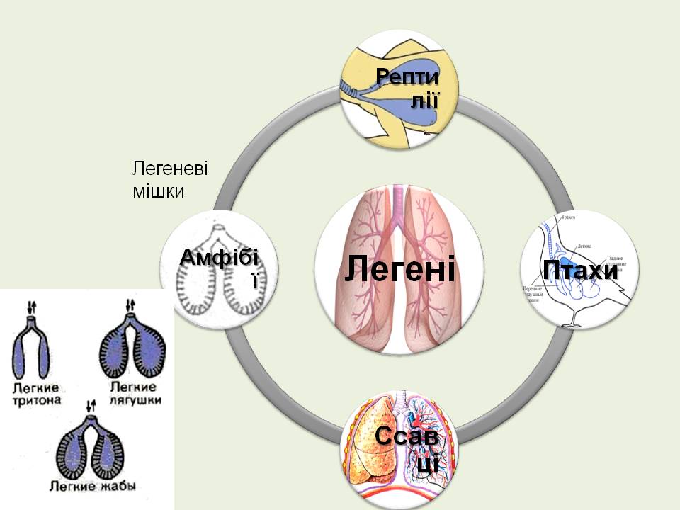Дихання by Pidgorodetska Olena - Ourboox.com