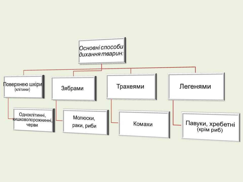 Дихання by Pidgorodetska Olena - Ourboox.com