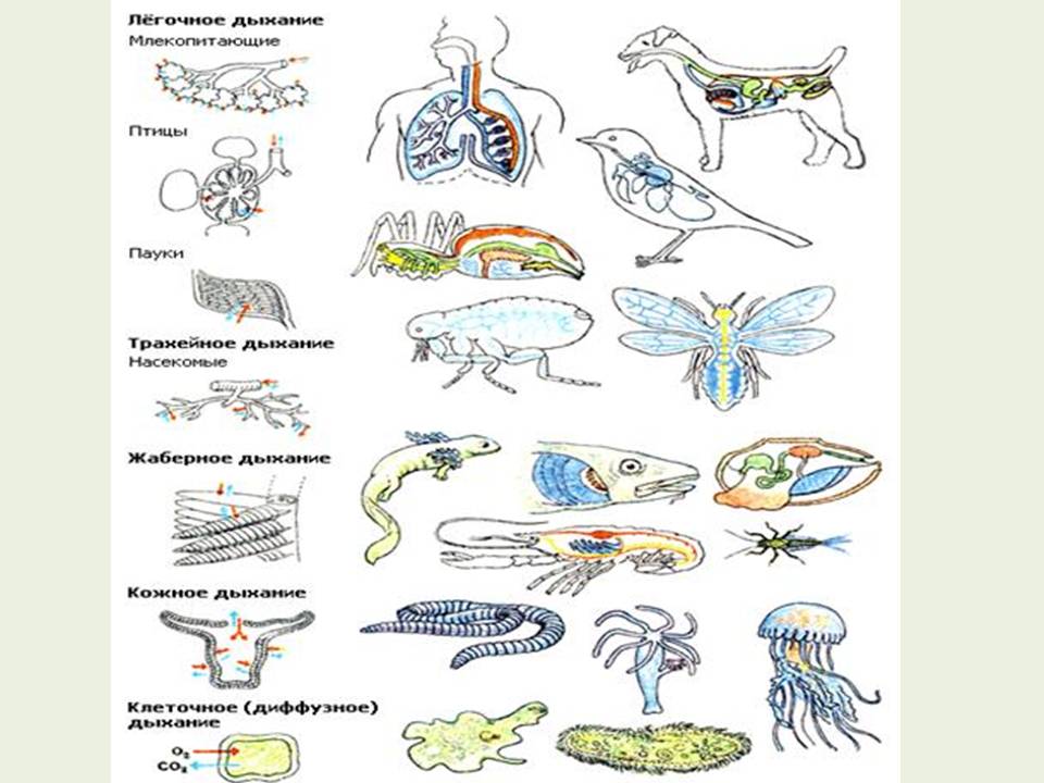 Дихання by Pidgorodetska Olena - Ourboox.com