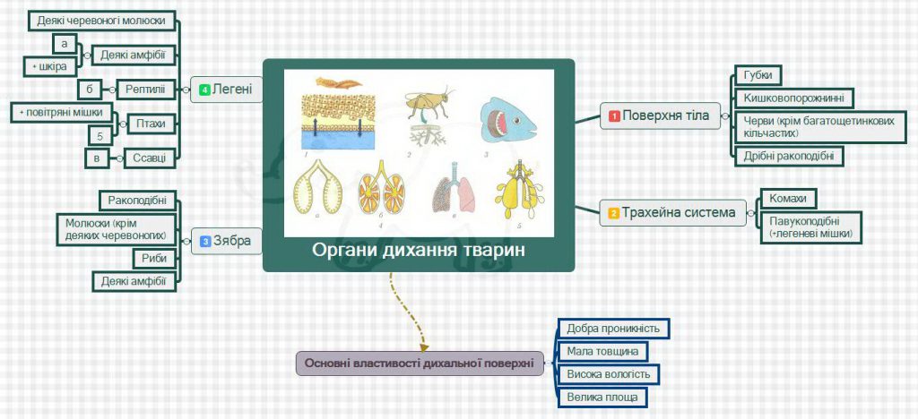 Дихання by Pidgorodetska Olena - Ourboox.com
