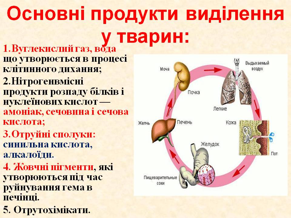 Виділення 7клас by Pidgorodetska Olena - Ourboox.com