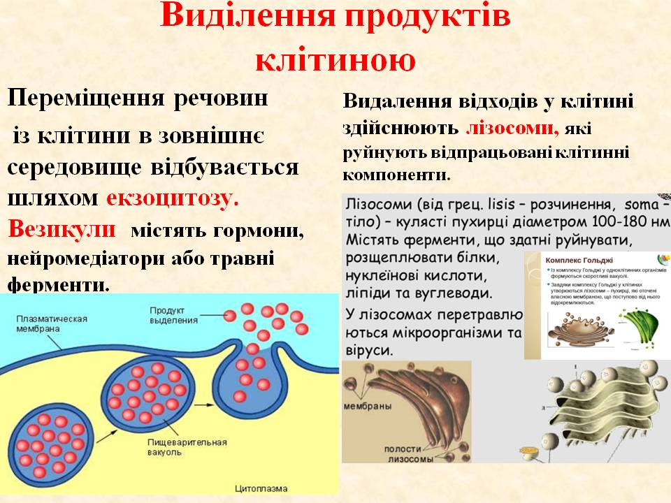 Виділення 7клас by Pidgorodetska Olena - Ourboox.com