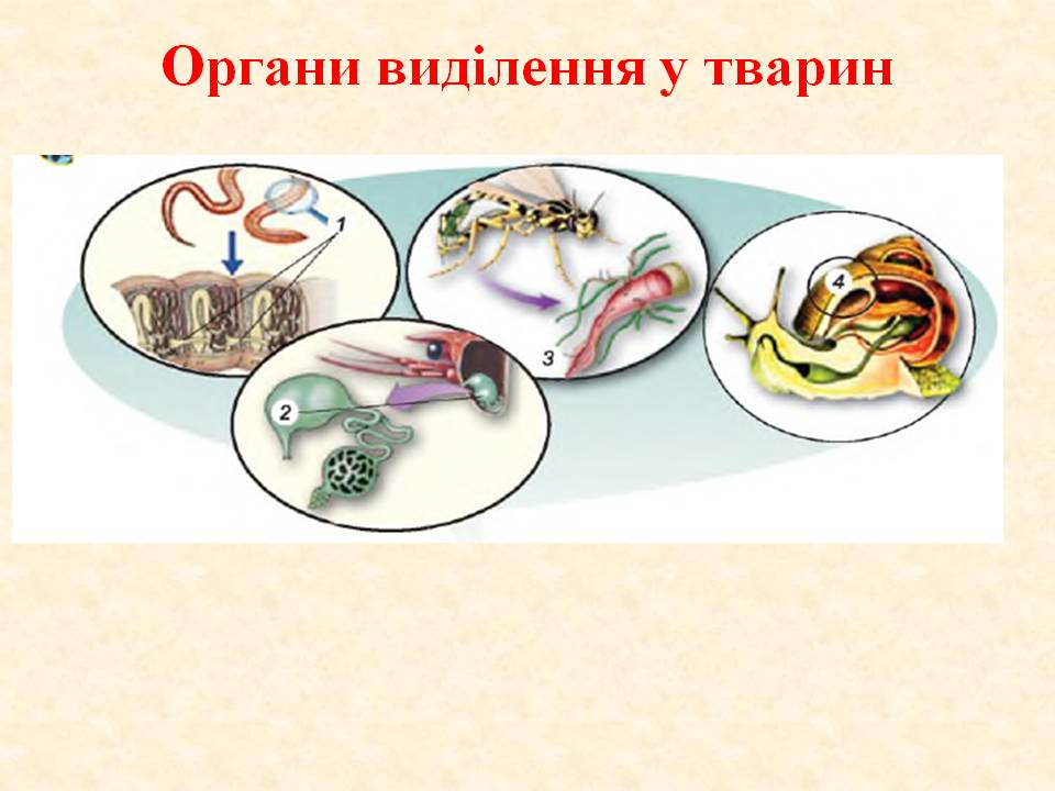 Виділення 7клас by Pidgorodetska Olena - Ourboox.com