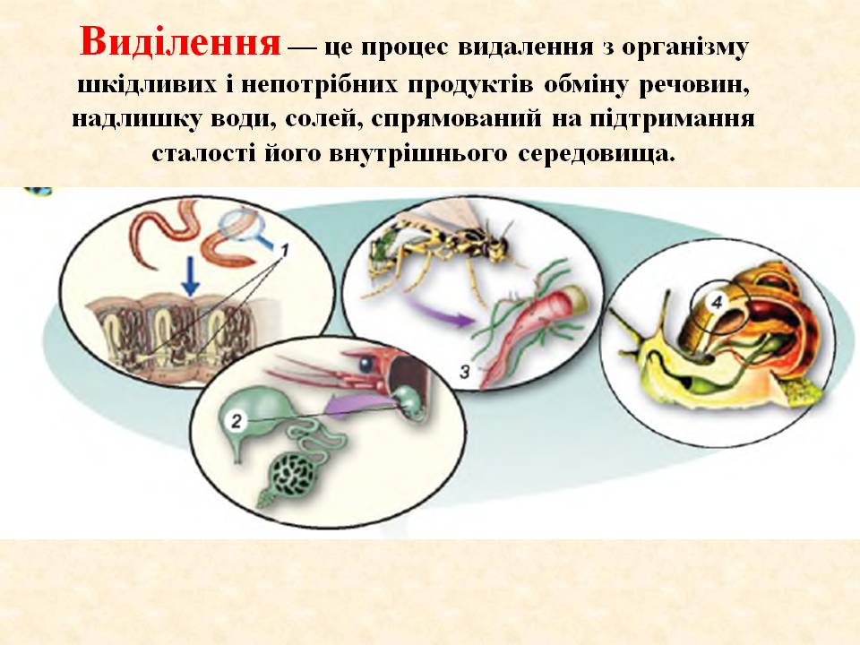 Виділення 7клас by Pidgorodetska Olena - Ourboox.com