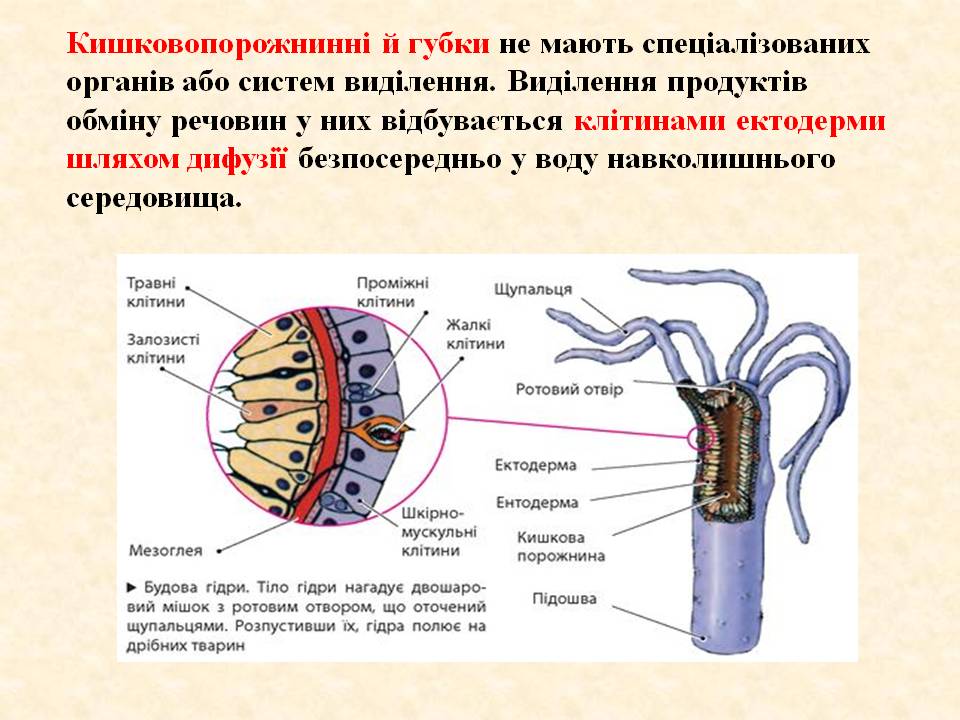 Виділення 7клас by Pidgorodetska Olena - Ourboox.com